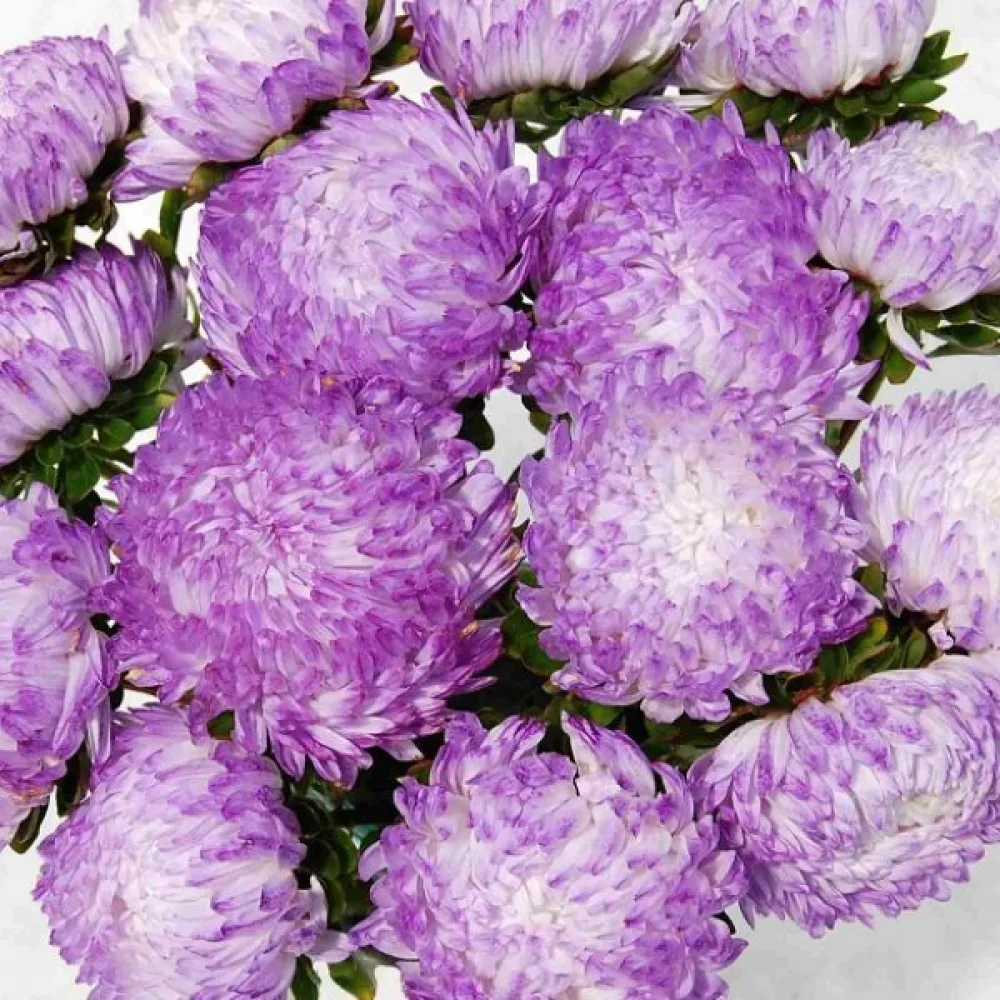 Kesäasteri 'Apollonia' – hopeanroosa