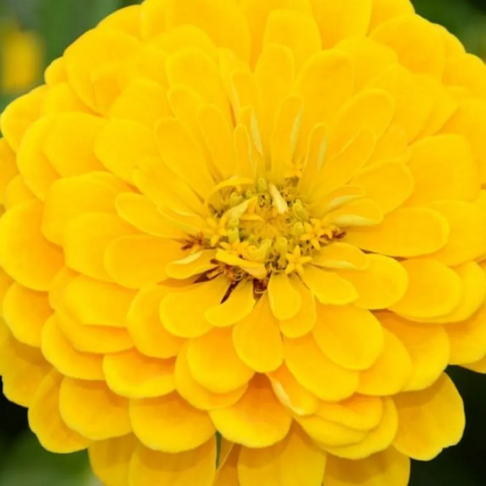 Tsinnia 'Canary Bird'
