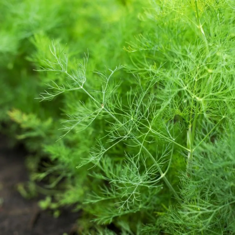 Tilli 'Blattreich'