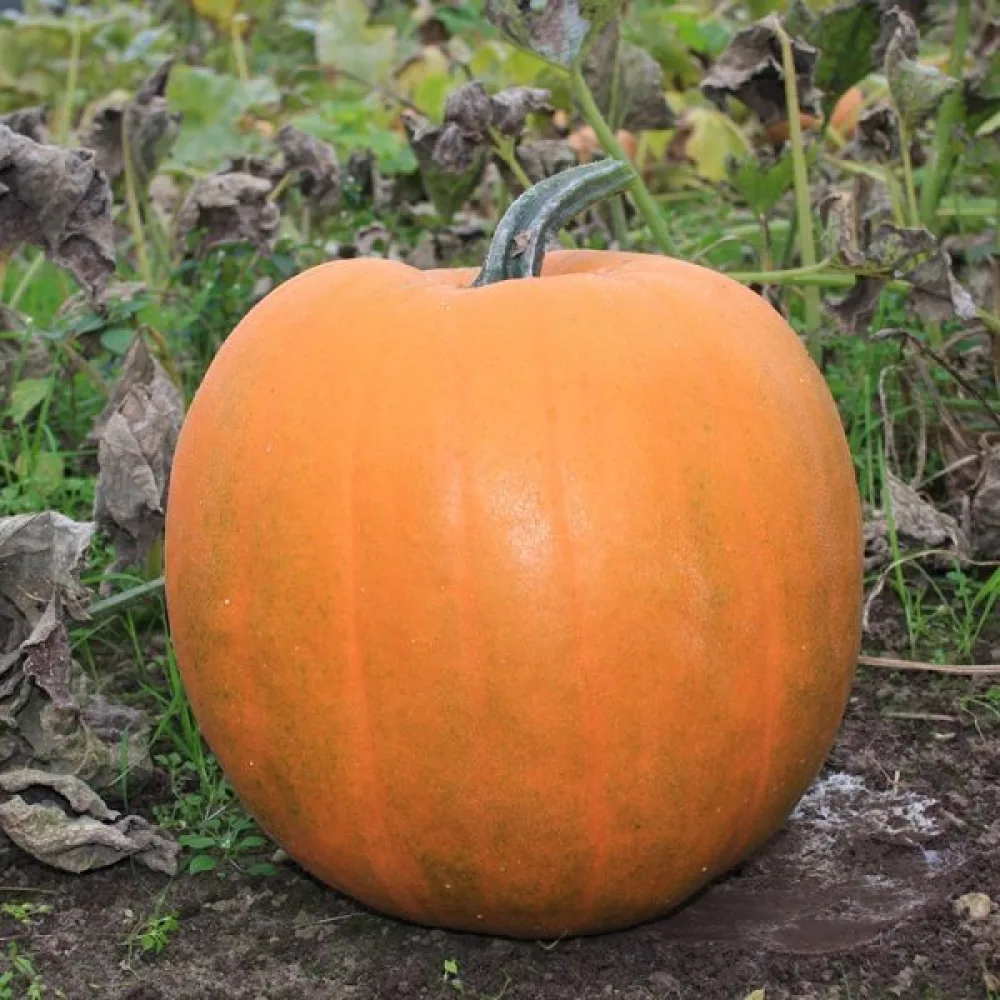 Kurpitsa 'Jack O'Lantern'
