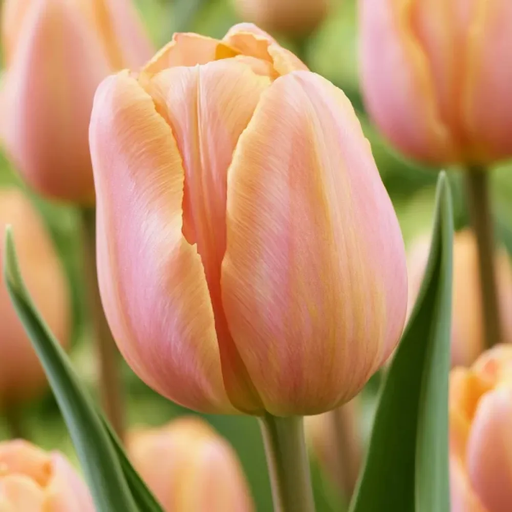 Tulppaani 'Salmon Prince'