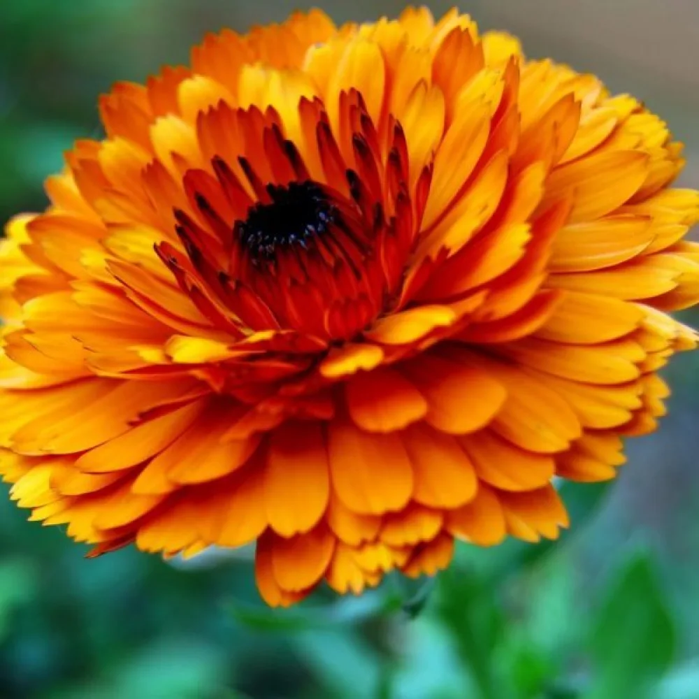 Kehäkukka Calendula officinalis, kerrannainen oranssi (profi)