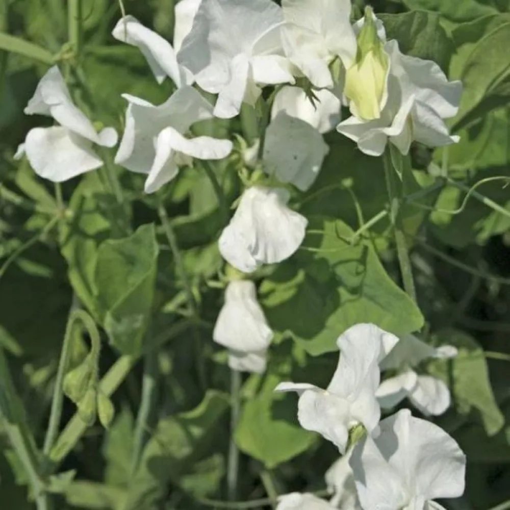 Tuoksuherne 'Spencer' – valkoinen