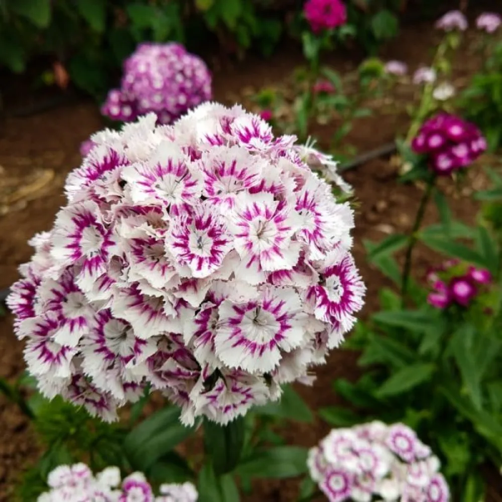 Harjaneilikka 'Hollandia' – sekoitus