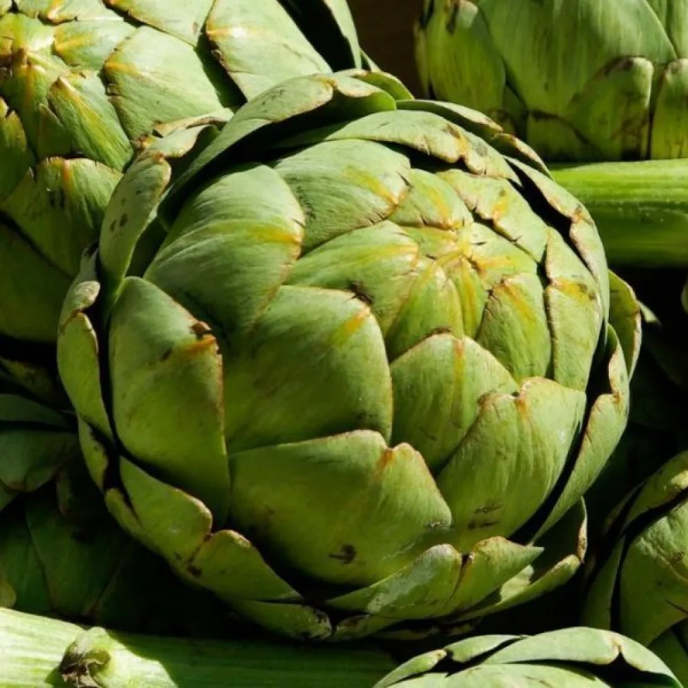 Artisokka 'Gros Vert de Laon'