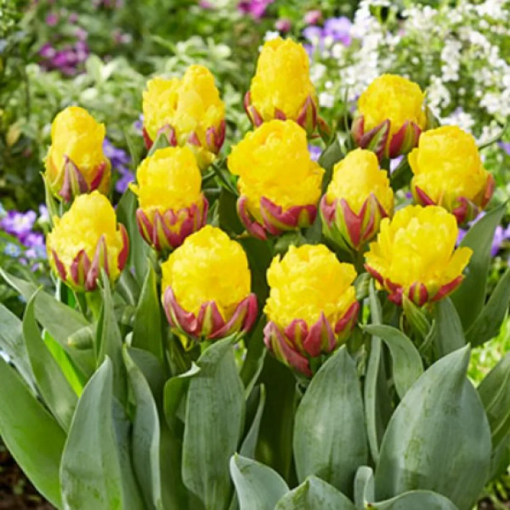 Tulppaani 'Ice cream Banana'