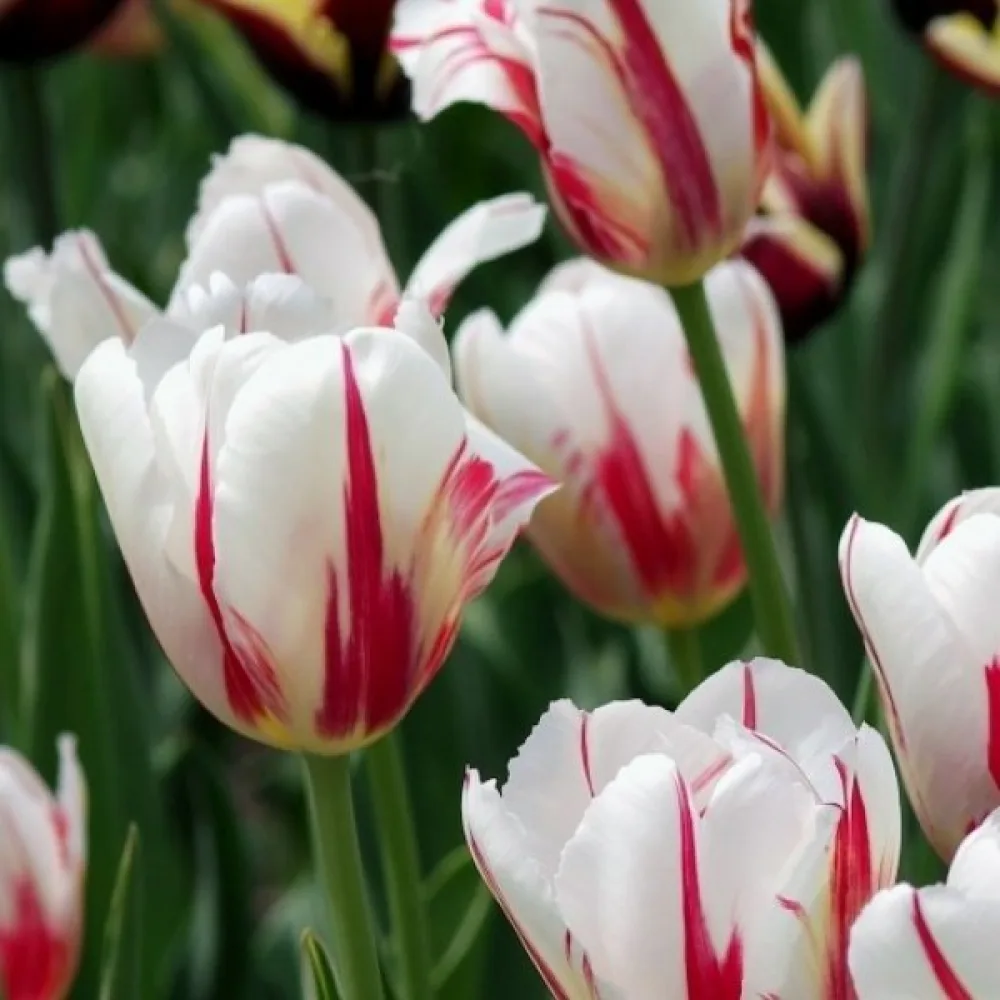 Tulppaani 'Salsa'