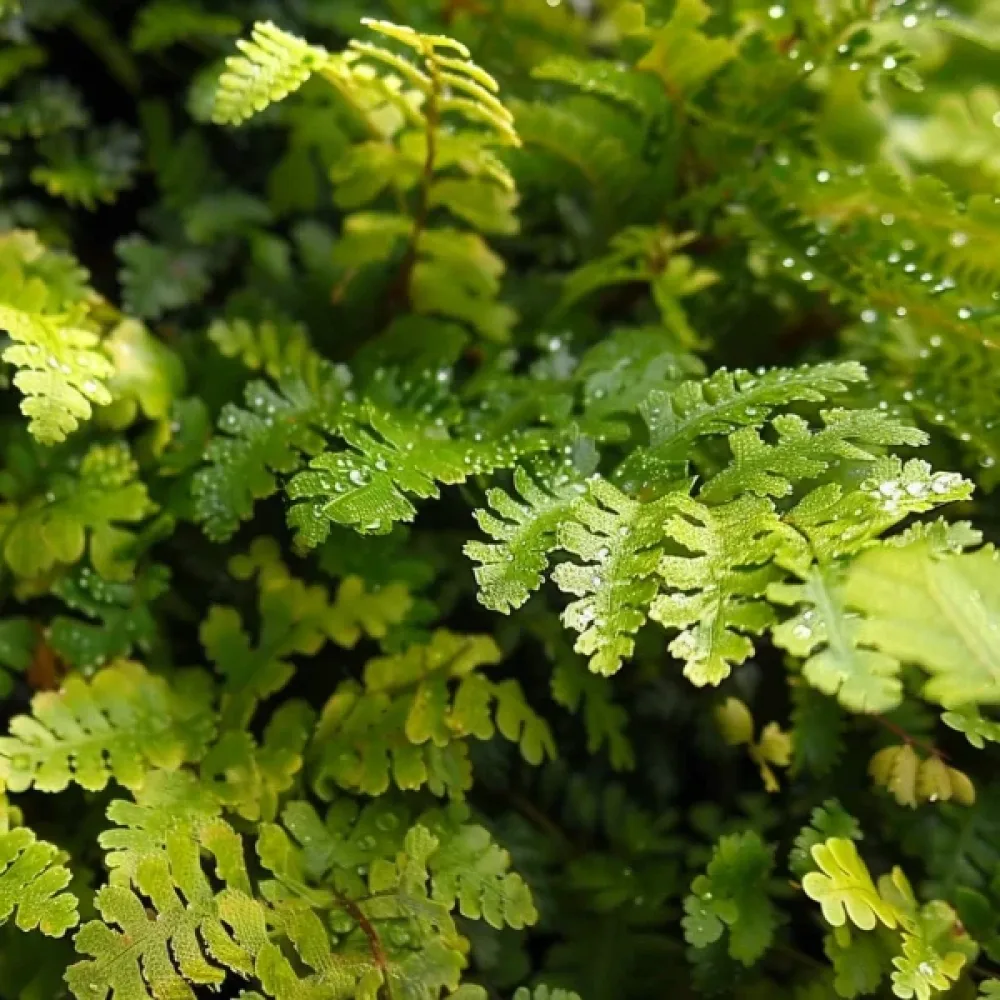 Tuoksusavikka 'Green Magic'
