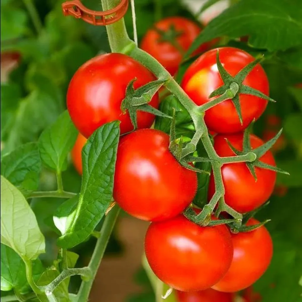 Kirsikkatomaatti 'Red Cherry'