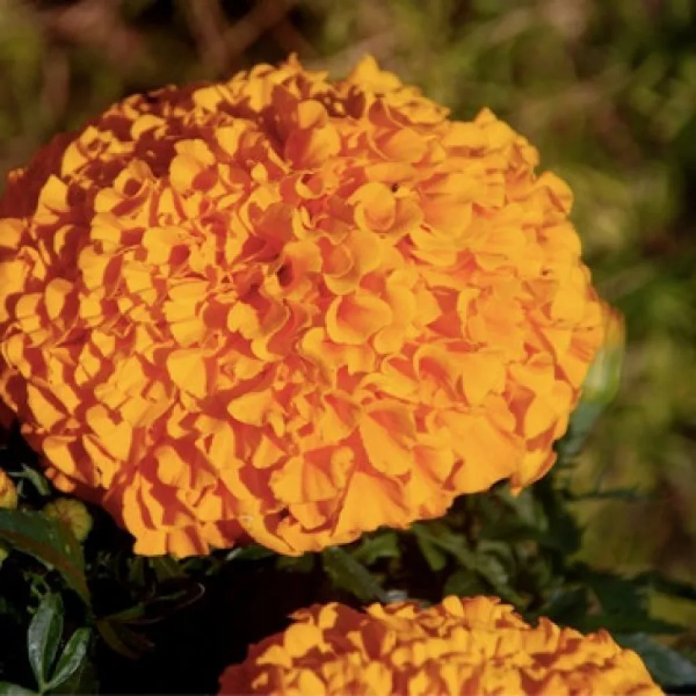 Kookossamettikukka 'Calando Orange'