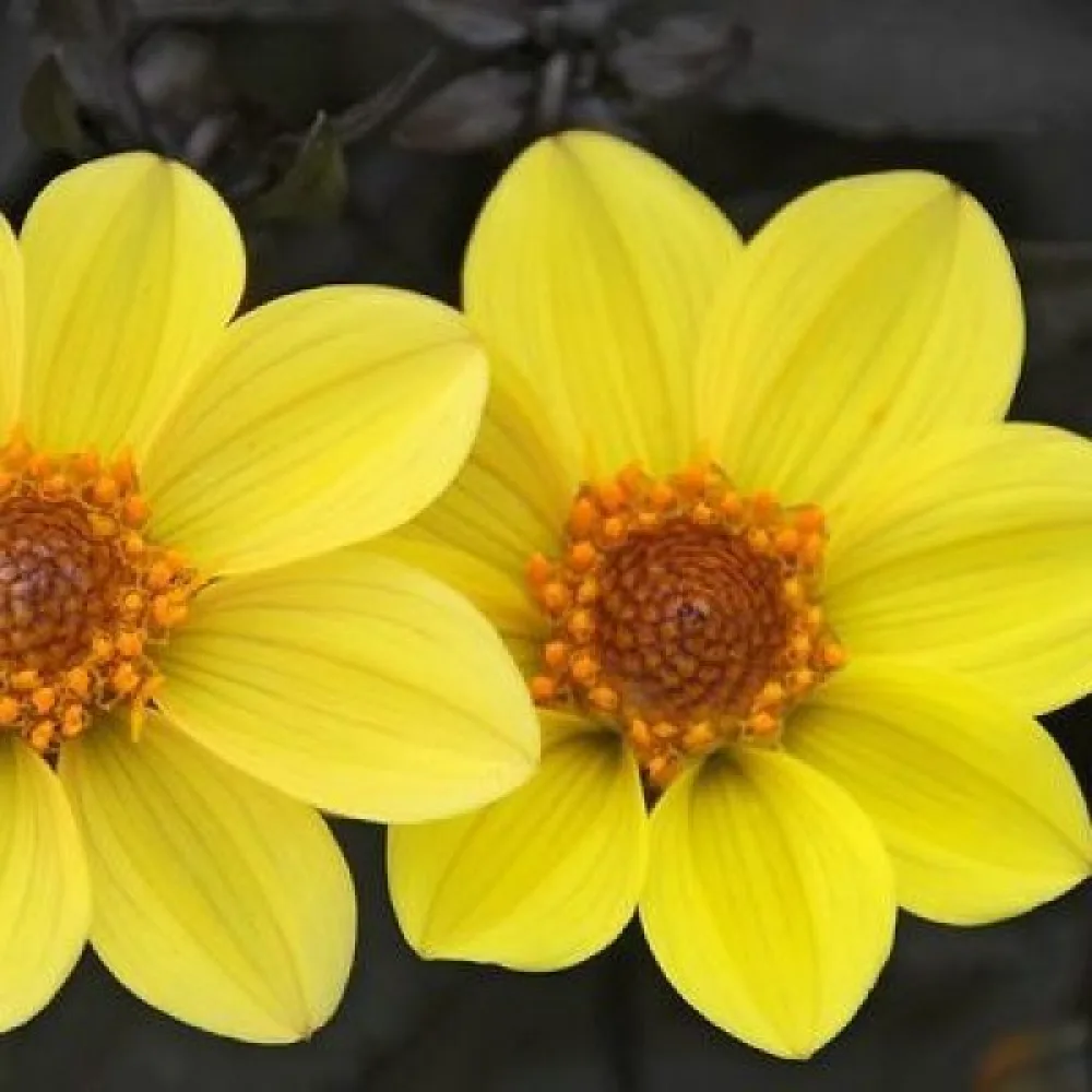 Matala daalia 'Mignon Yellow Shades'