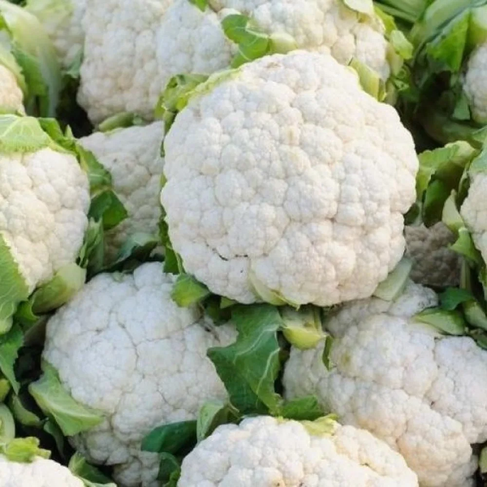 Kukkakaali 'Igloo'