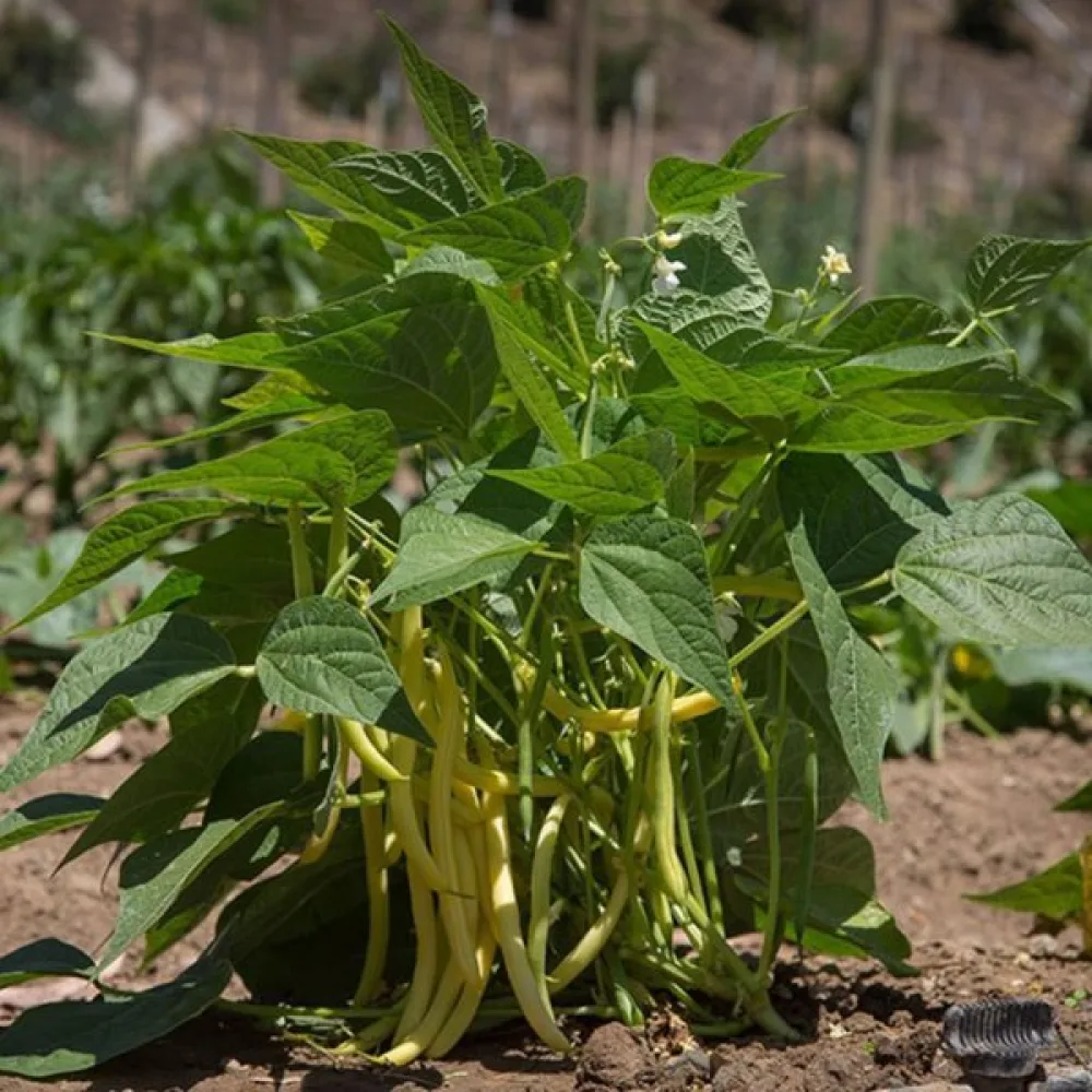 Tarhapapu 'Golden Teepee'