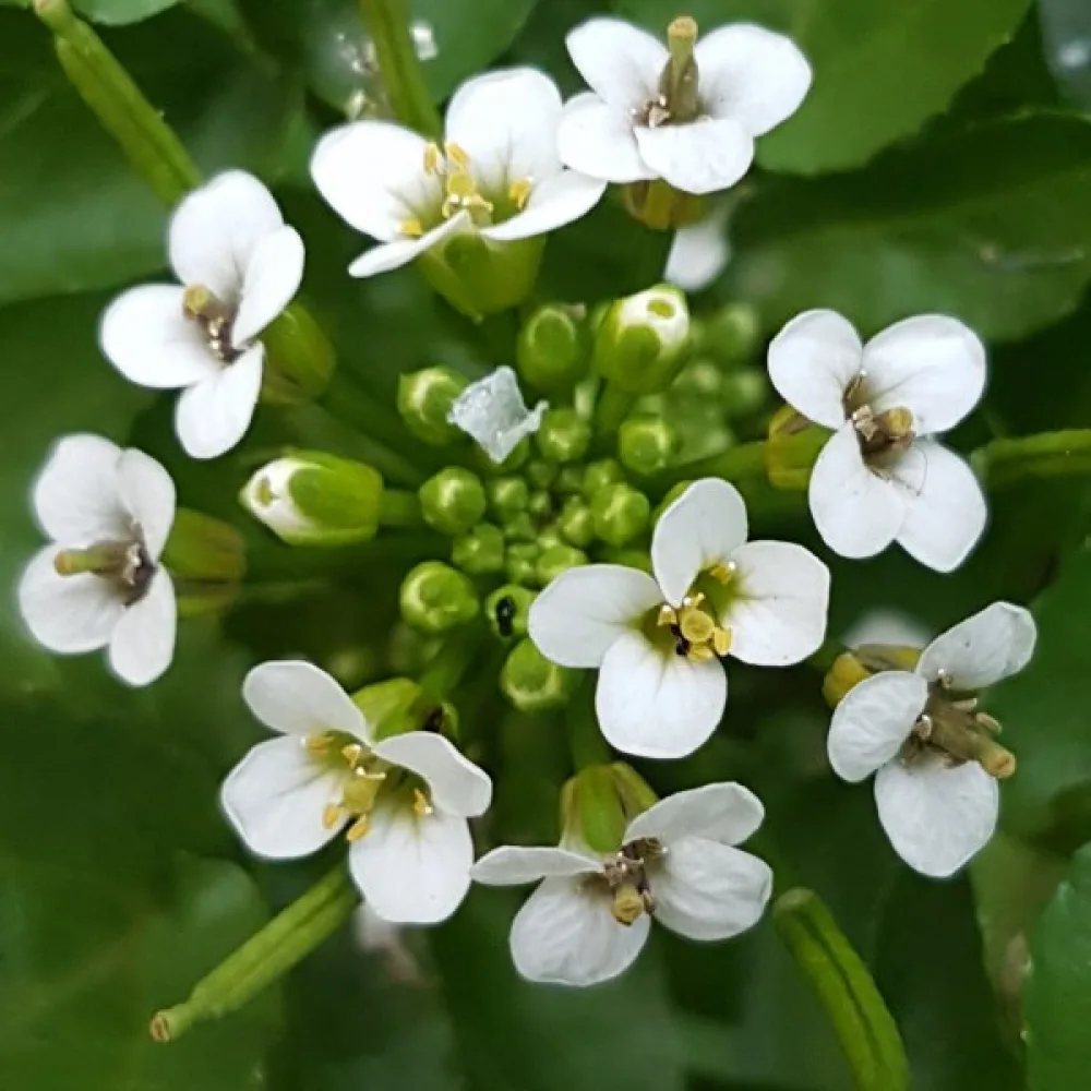 Vihanneskrassi – mikroversoiksi