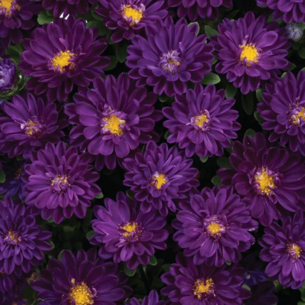 Kesäasteri 'Bouquet' – tummansininen