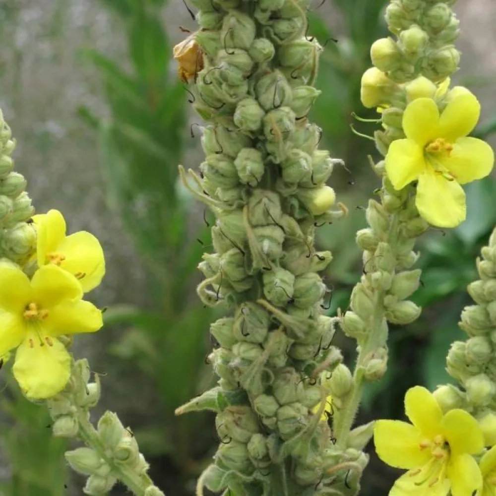 Tulikukka Verbascum densiflorum