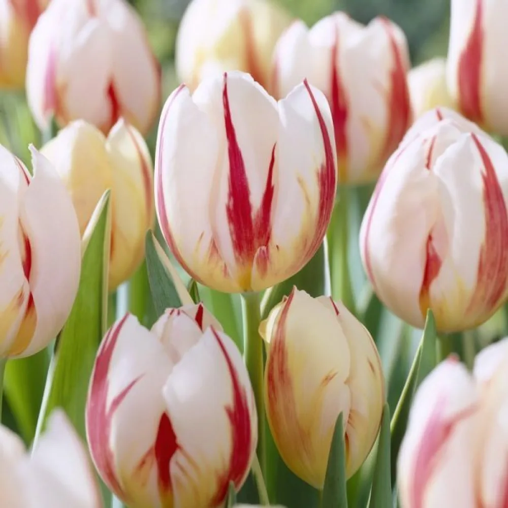 Tulppaani 'Carnaval de Rio'