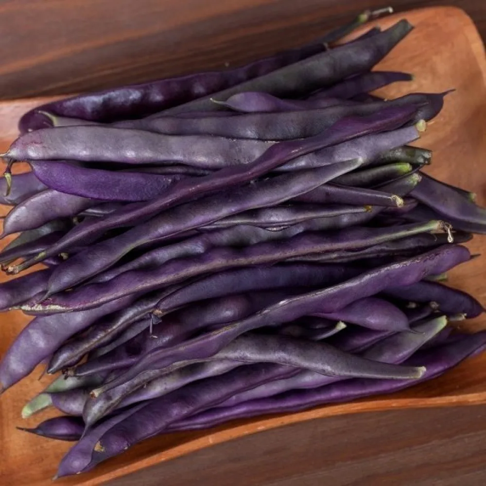 Salkopapu 'Blauhilde'
