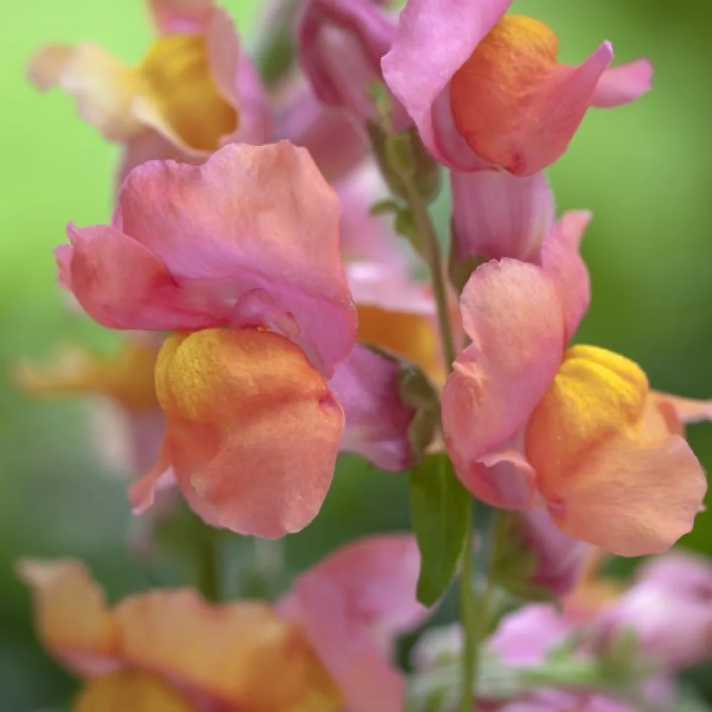 Leijonankita 'Orange Wonder'