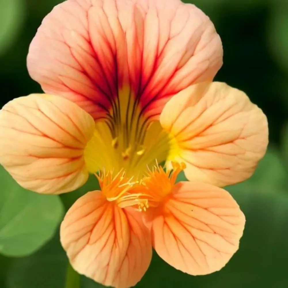 Köynnöskrassi 'Peach Melba'