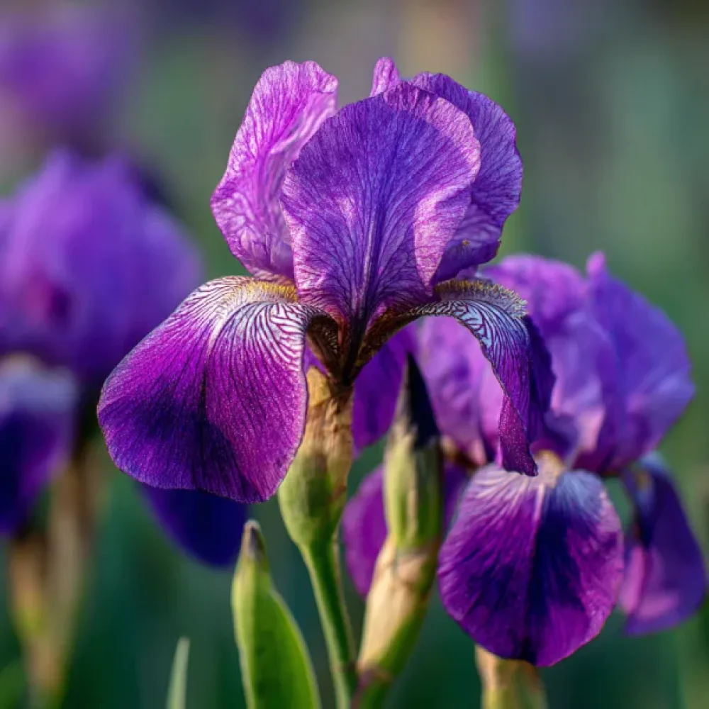 Iiris 'Discovery Purple'