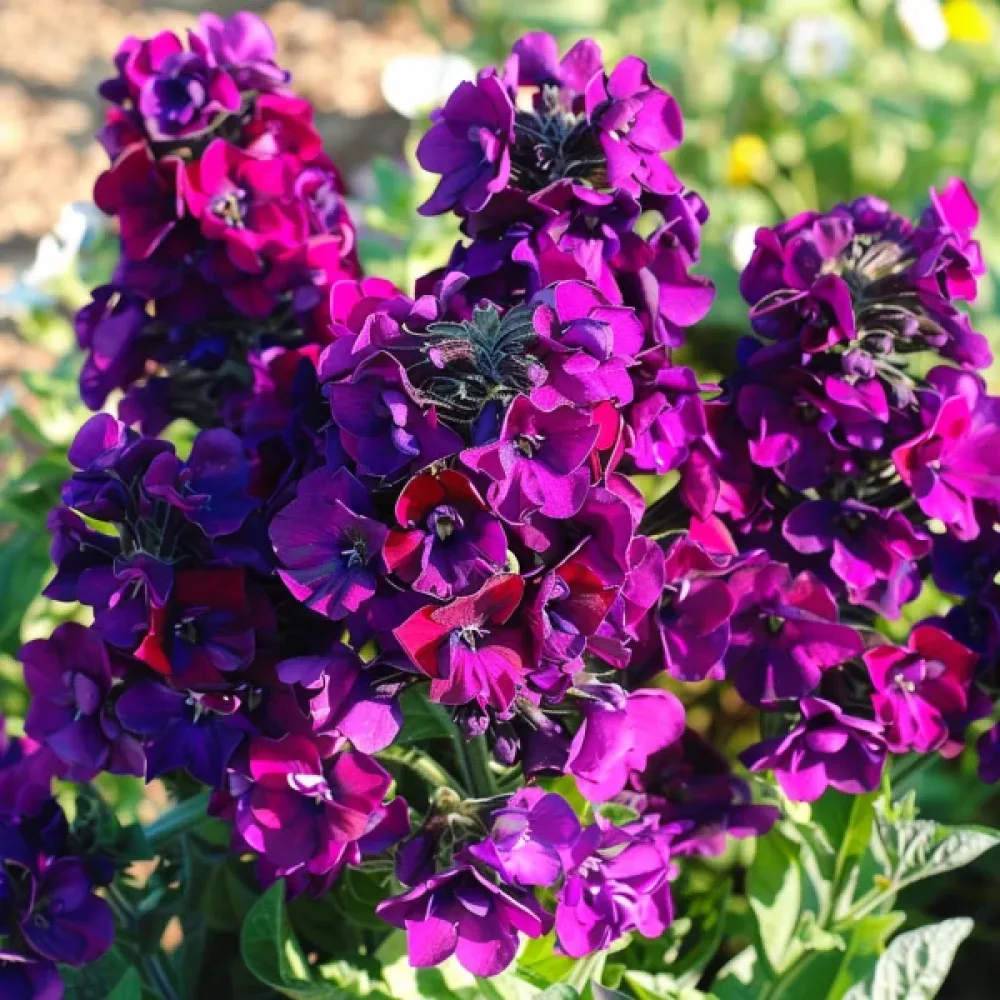Matala kesäleukoija 'Exa', violetti