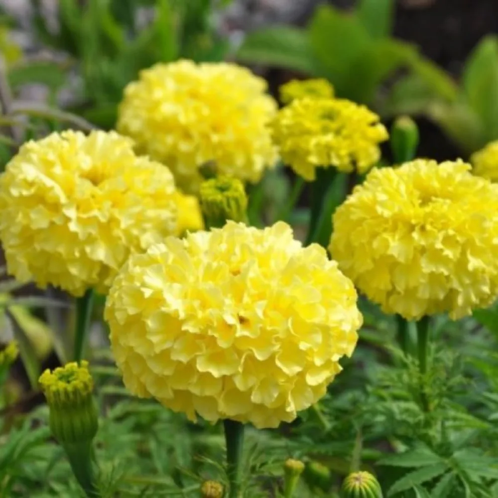 Kookossamettikukka 'Cupid Lemon'