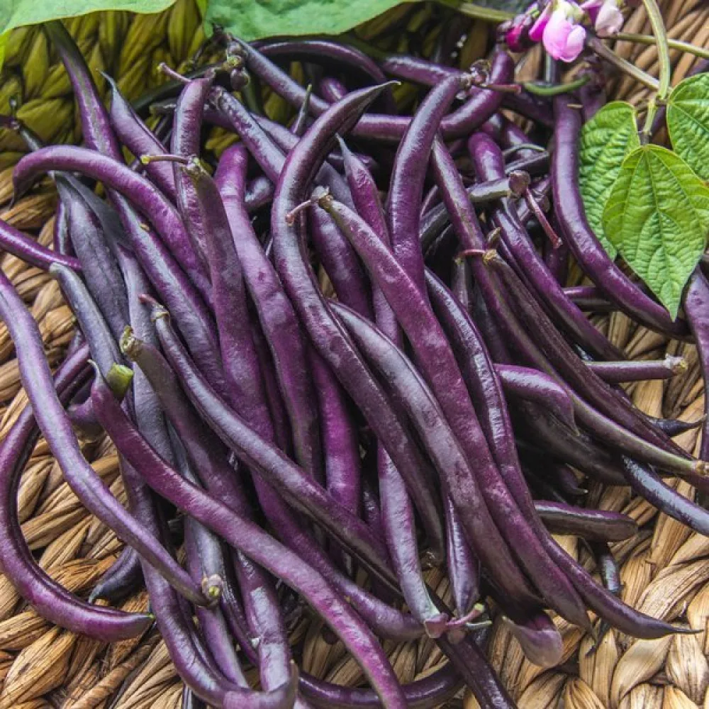 Tarhapapu 'Purple Queen'