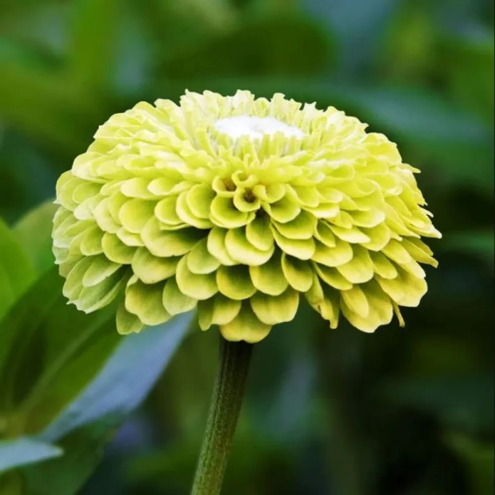 Tsinnia 'Super Yoga Lime'