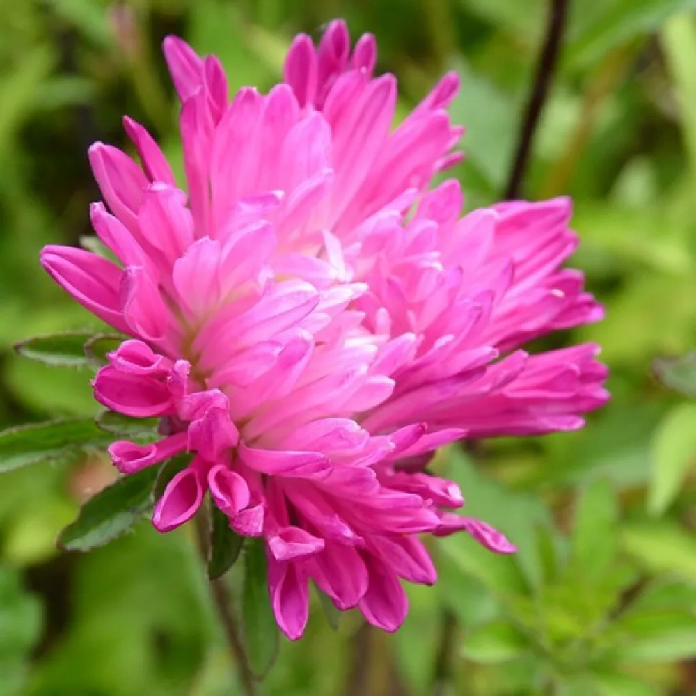 Kesäasteri 'Queen of the Market Ostrich Plume'