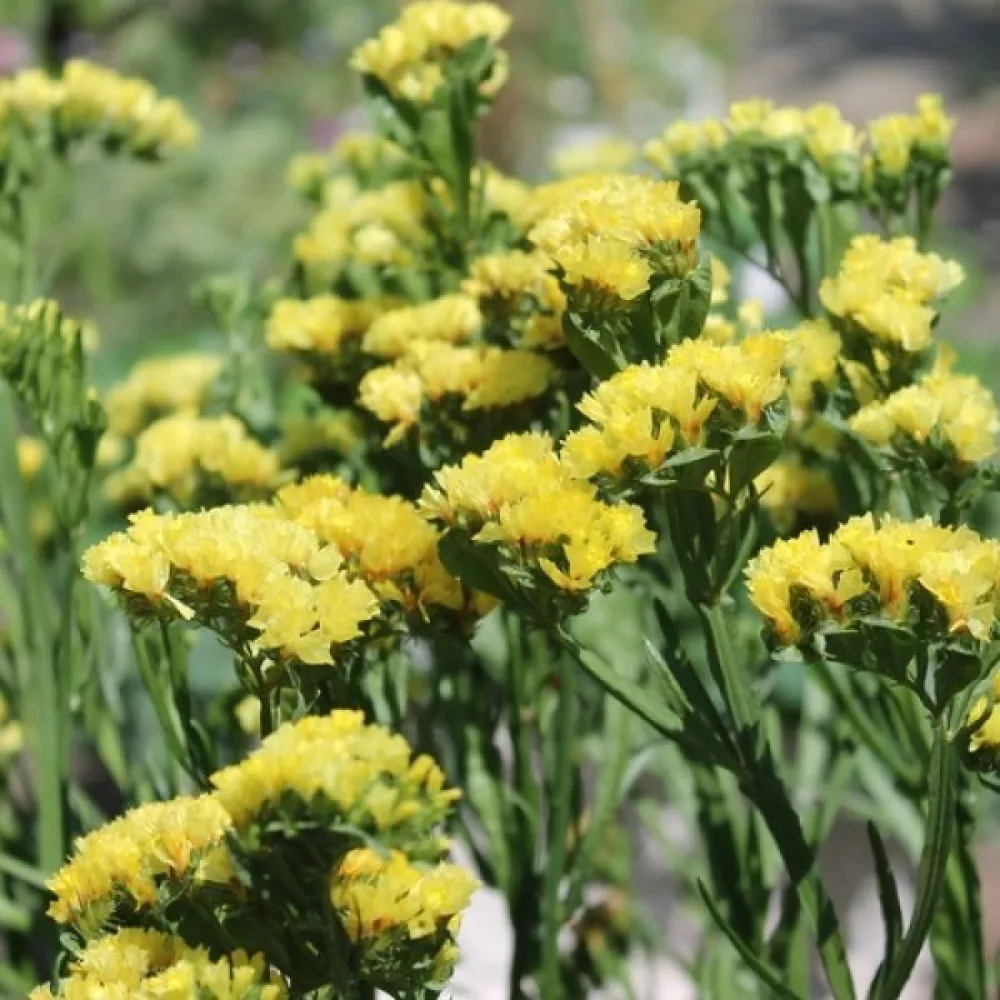 Limonium sinuatum – syvänkeltainen
