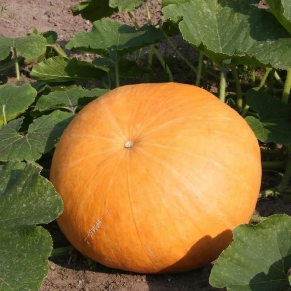 Kurpitsa 'Gele Reuzen'