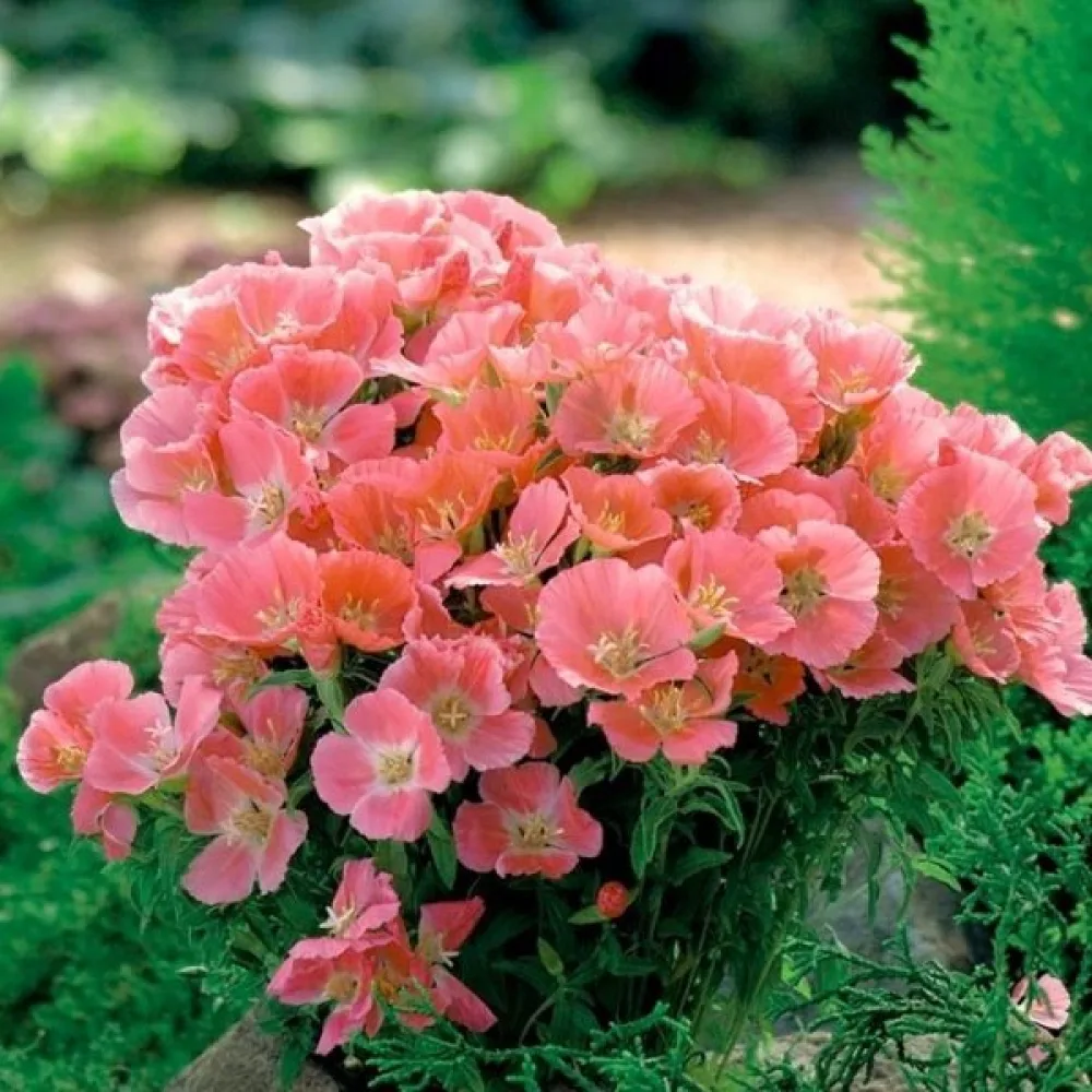 Kesäatsalea 'Orange Glory'