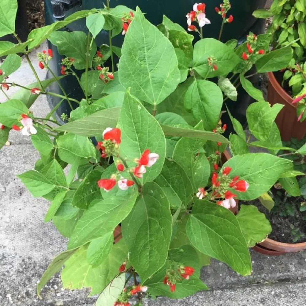 Ruusupapu 'Hestia'