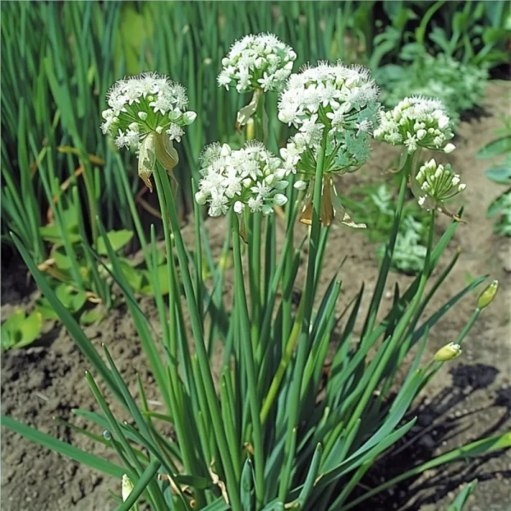 Kiinanruohosipuli Allium tuberosum