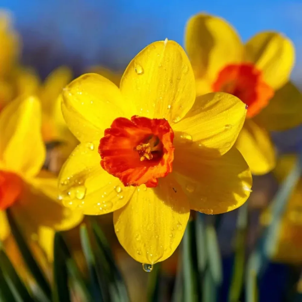 Narsissi 'February Fortune'
