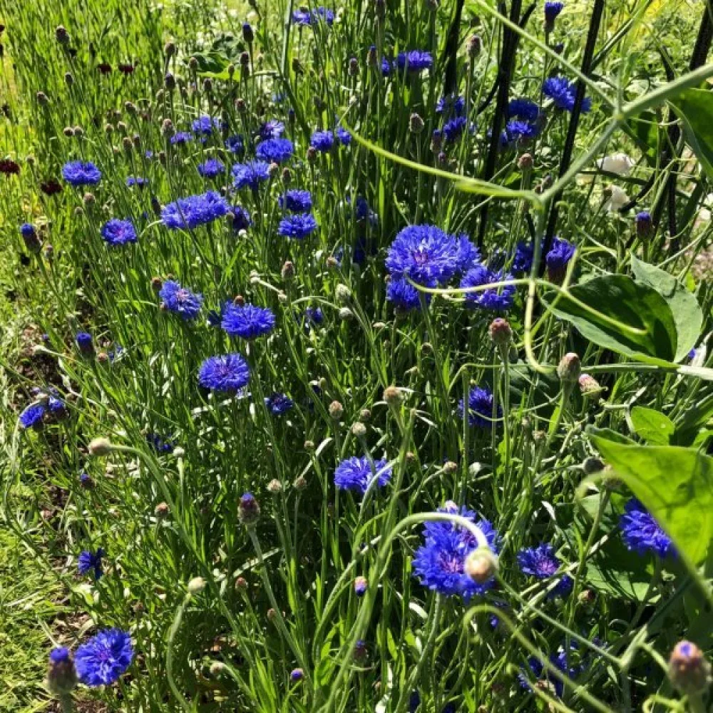 Ruiskaunokki 'Blue Diadem', sininen