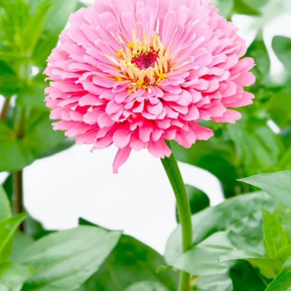 Tsinnia 'Illumination'