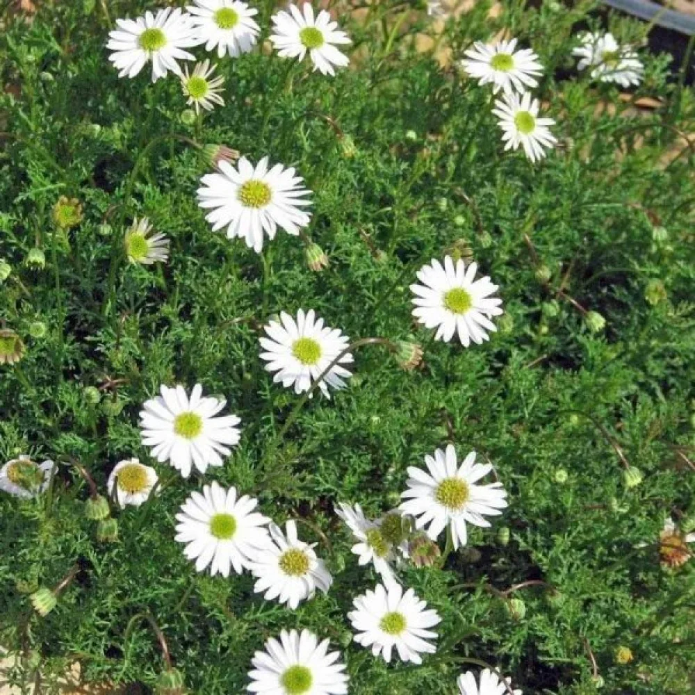 Brachyscome 'White Splendour'