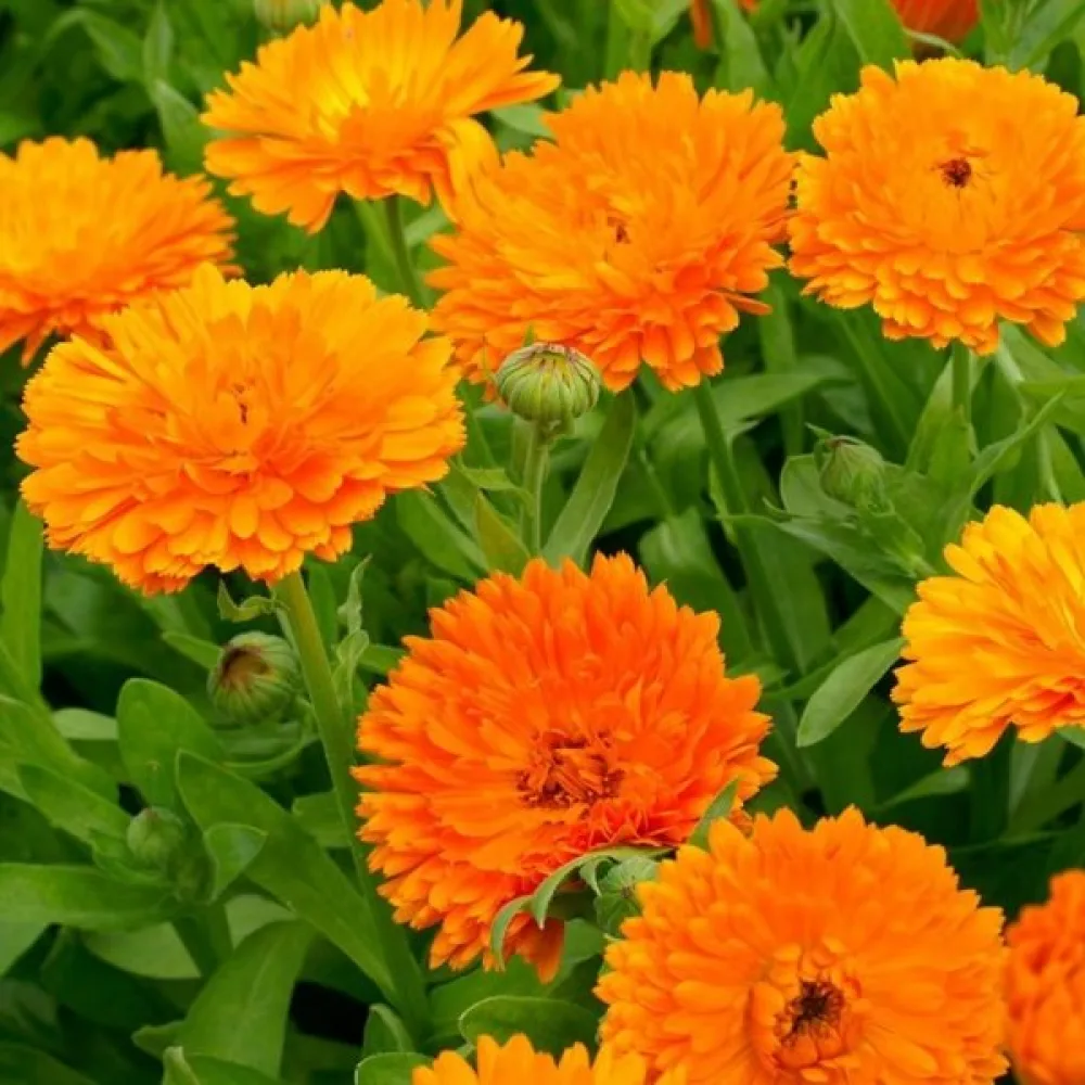 Kehäkukka Calendula officinalis, kerrannainen oranssi