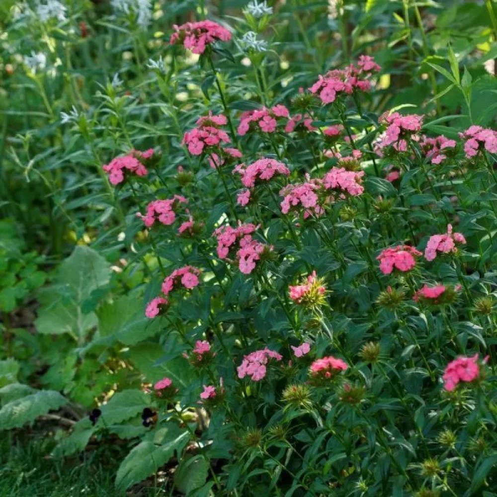 Harjaneilikka 'Newport Pink' – vaaleanpunainen
