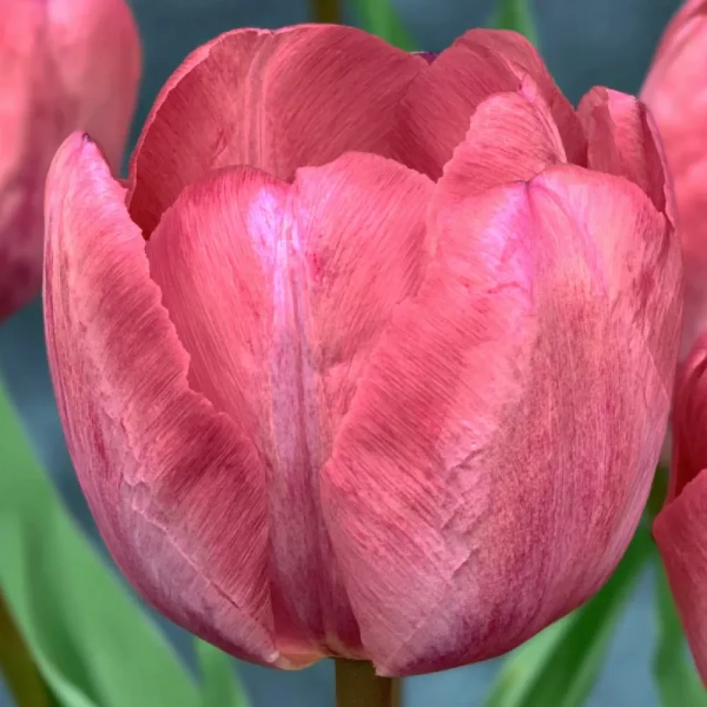 Tulppaani 'Taiwan'