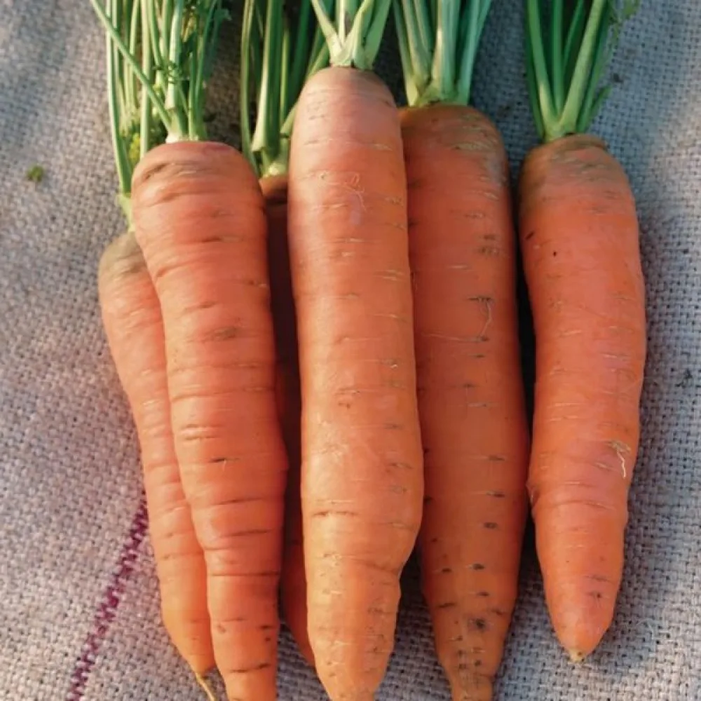 Porkkana 'Flacoro'