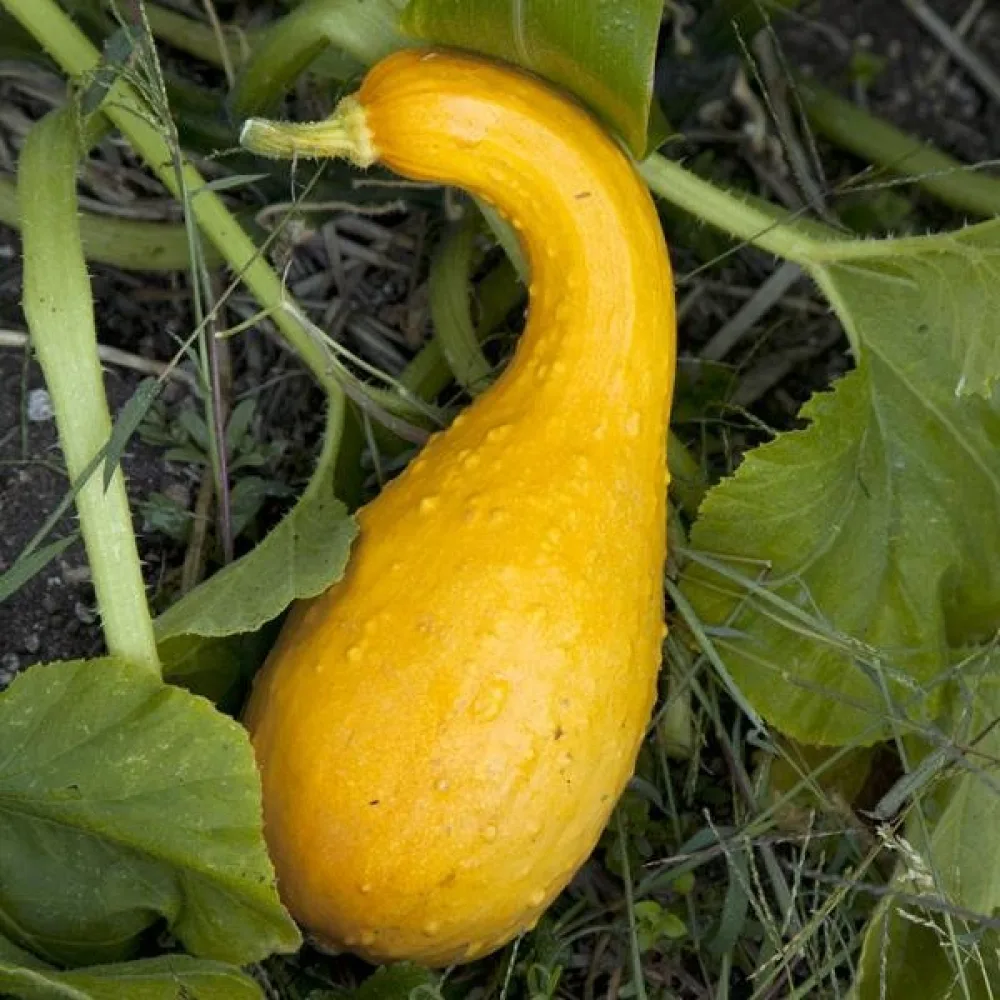 Kurpitsa 'Crookneck'