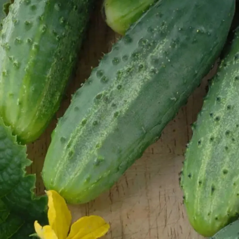 Avomaankurkku 'Izyd' F1