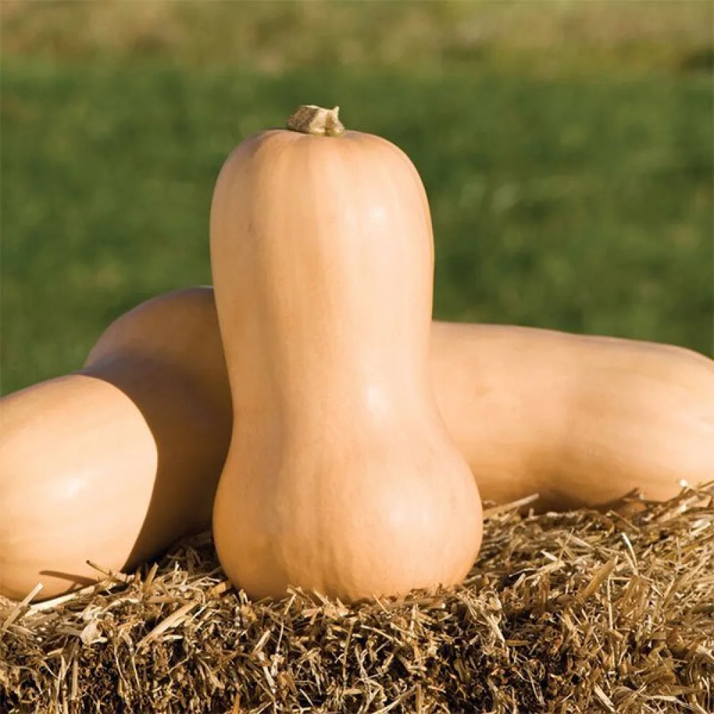 Talvikurpitsa 'Waltham Butternut'