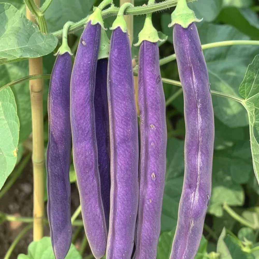 Tarhapapu 'Purple Teepee'