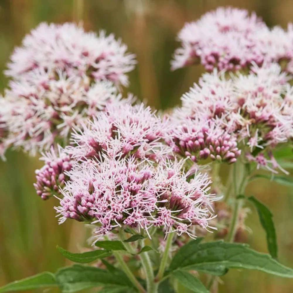Rohtovirmajuuri Valeriana officinalis