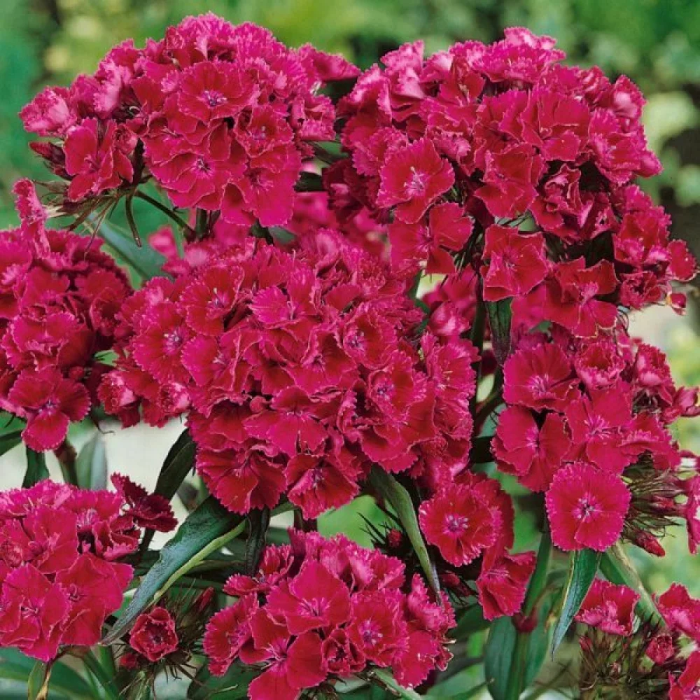 Harjaneilikka 'Oeschberg' – violetti