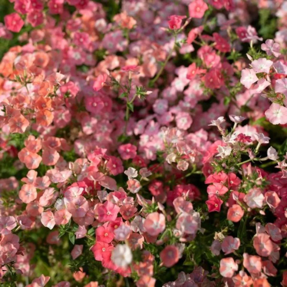 Kesäleimu 'Leopoldii'